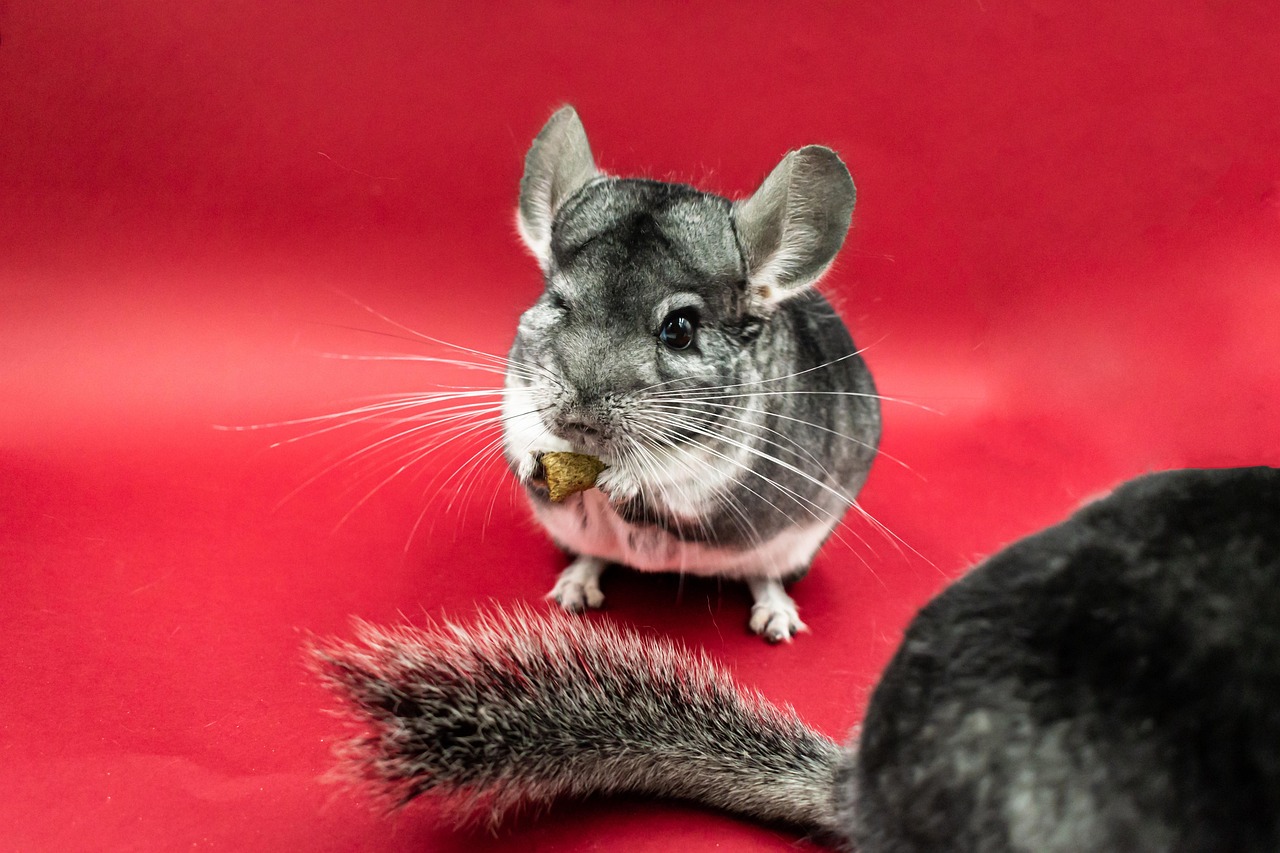 A gray chinchilla holding a small brown food piece against a red background