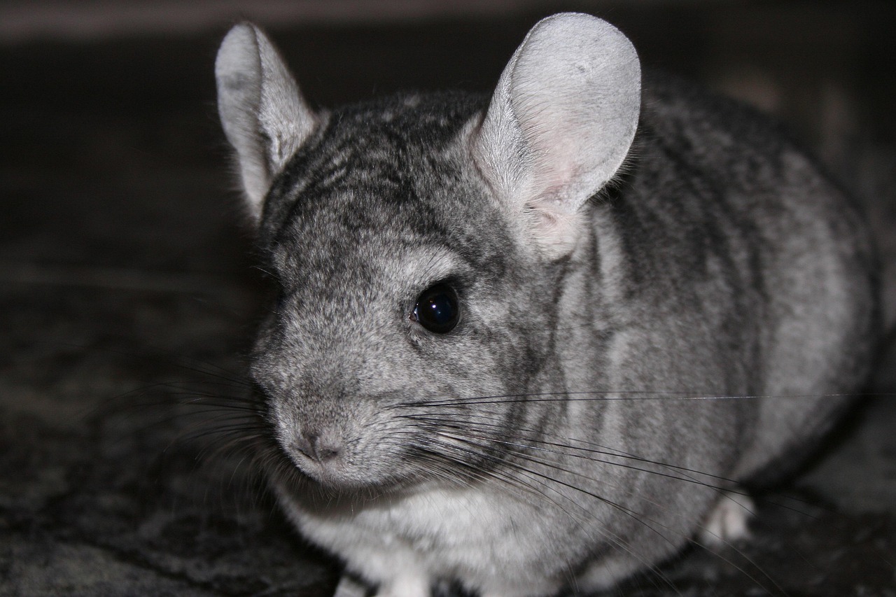 A gray chinchilla sitting on a dark surface