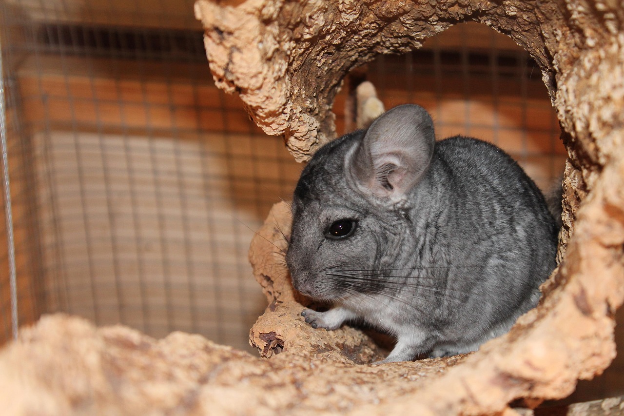 A gray chinchilla sitting in a wooden hide inside its cage