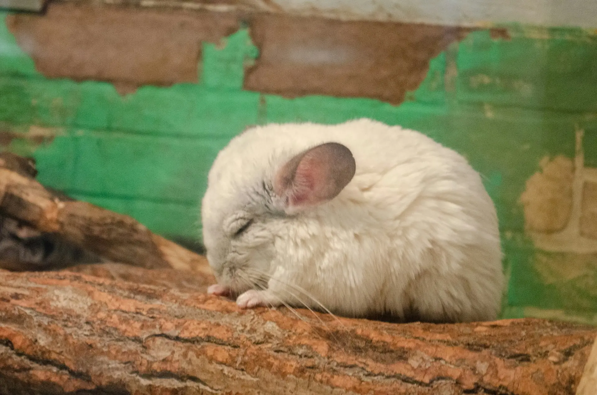 A white chinchilla sleeping on a log