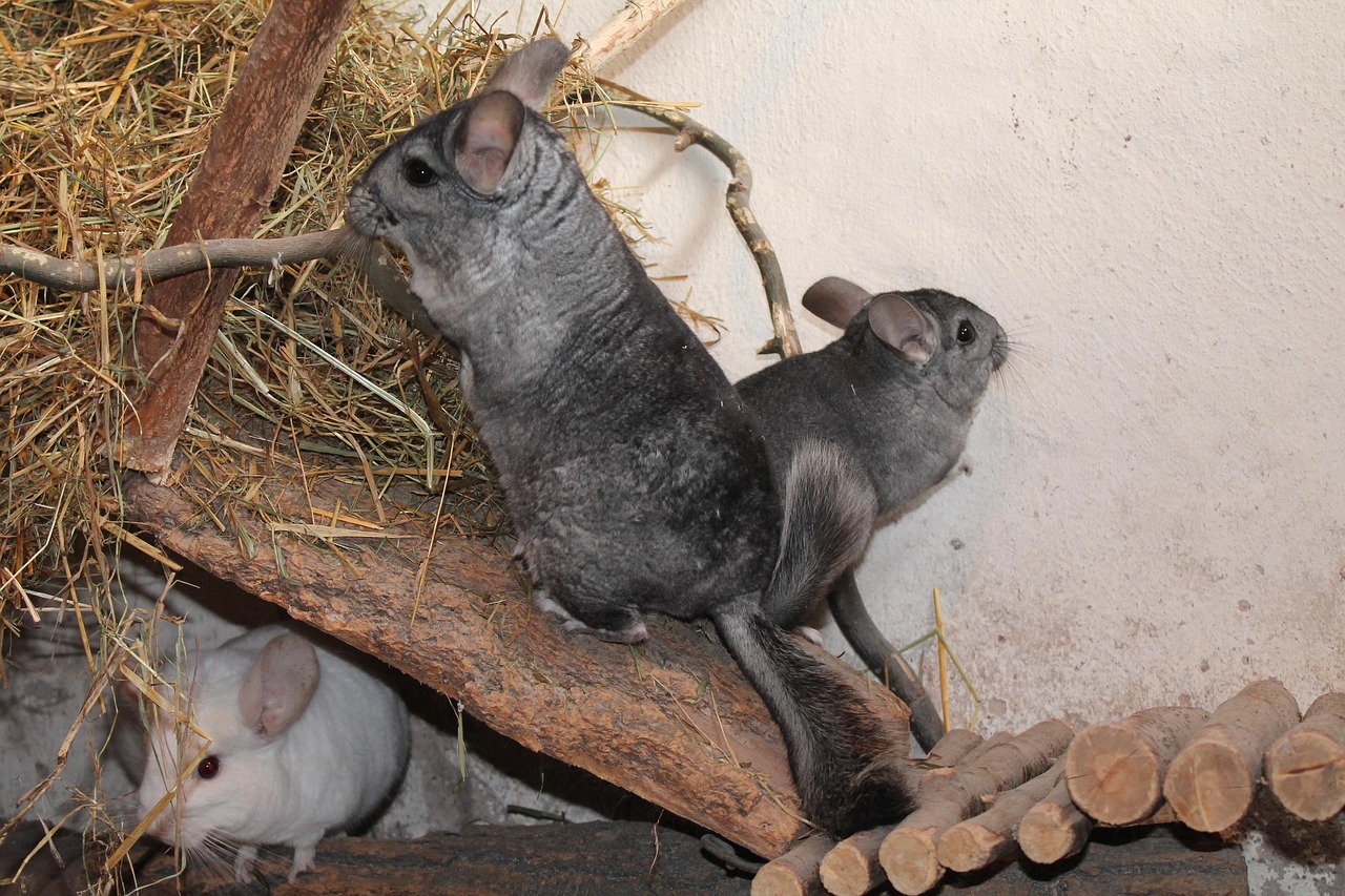 A chinchilla sitting beside a pile of hay