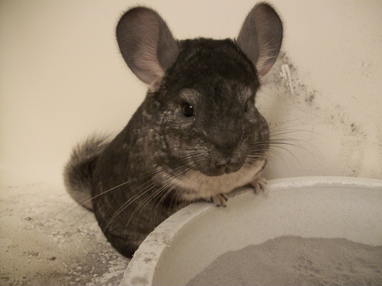 A gray chinchilla beside a container of bathing dust