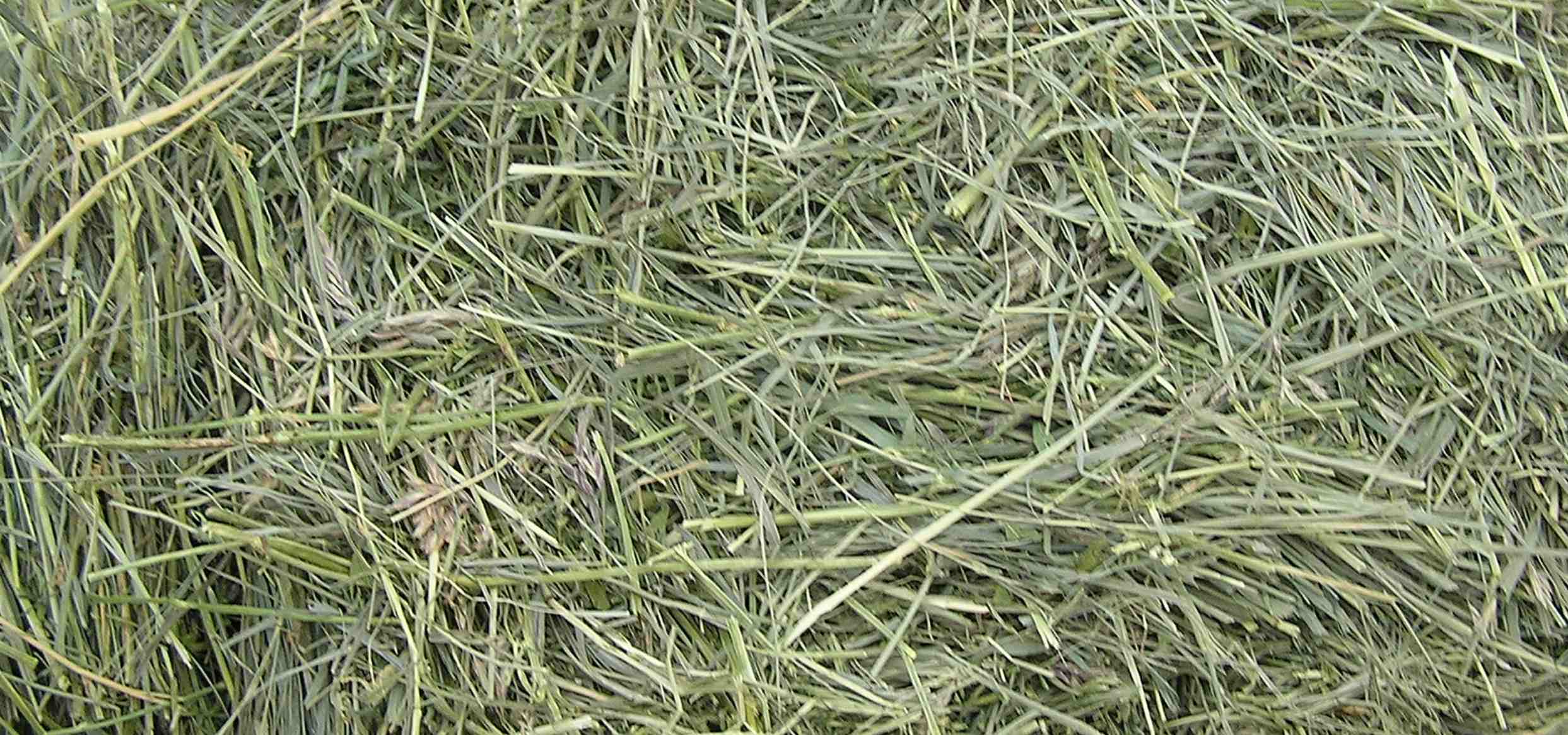 Close-up of loose grass hay with long leaves and stems