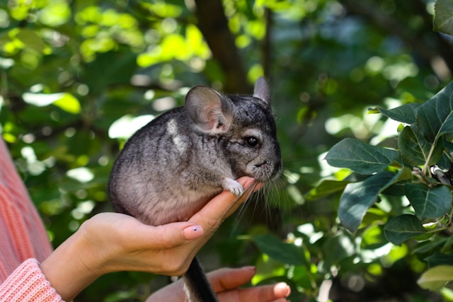A gray chinchilla resting in a person's hands outdoors